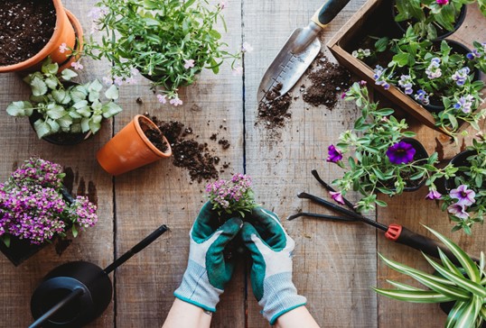 Gardening gloves, pots, seedlings and tools arranged on a potting table.
